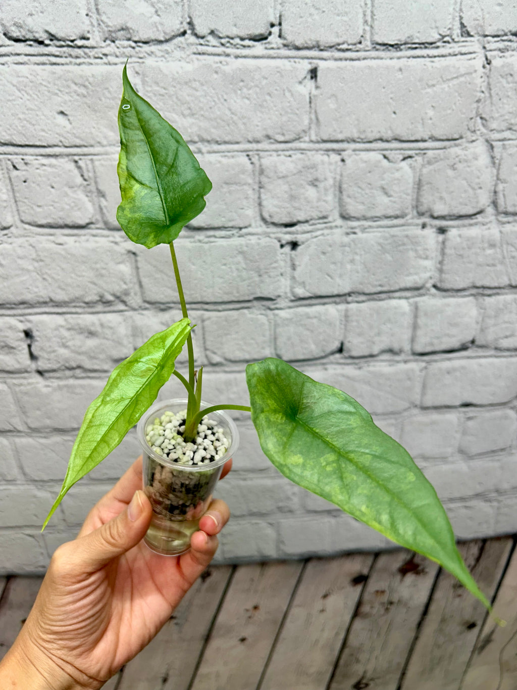 Alocasia Dragon’s Breath Aurea