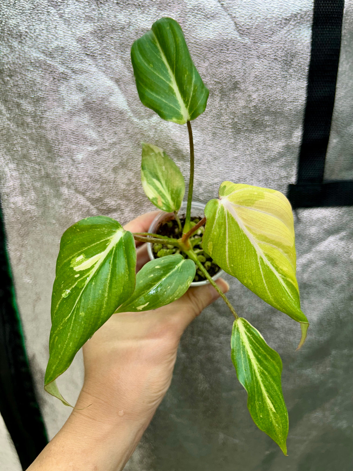 Gloriosum Tricolor Type 2