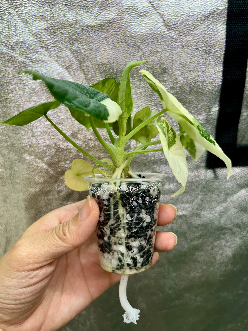 Alocasia Melo Albo
