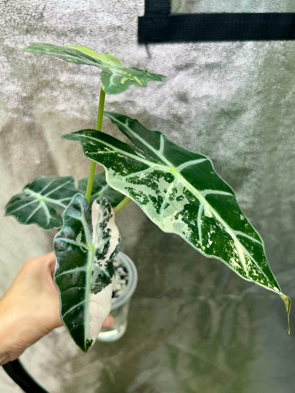 Alocasia Polly Pink Snow