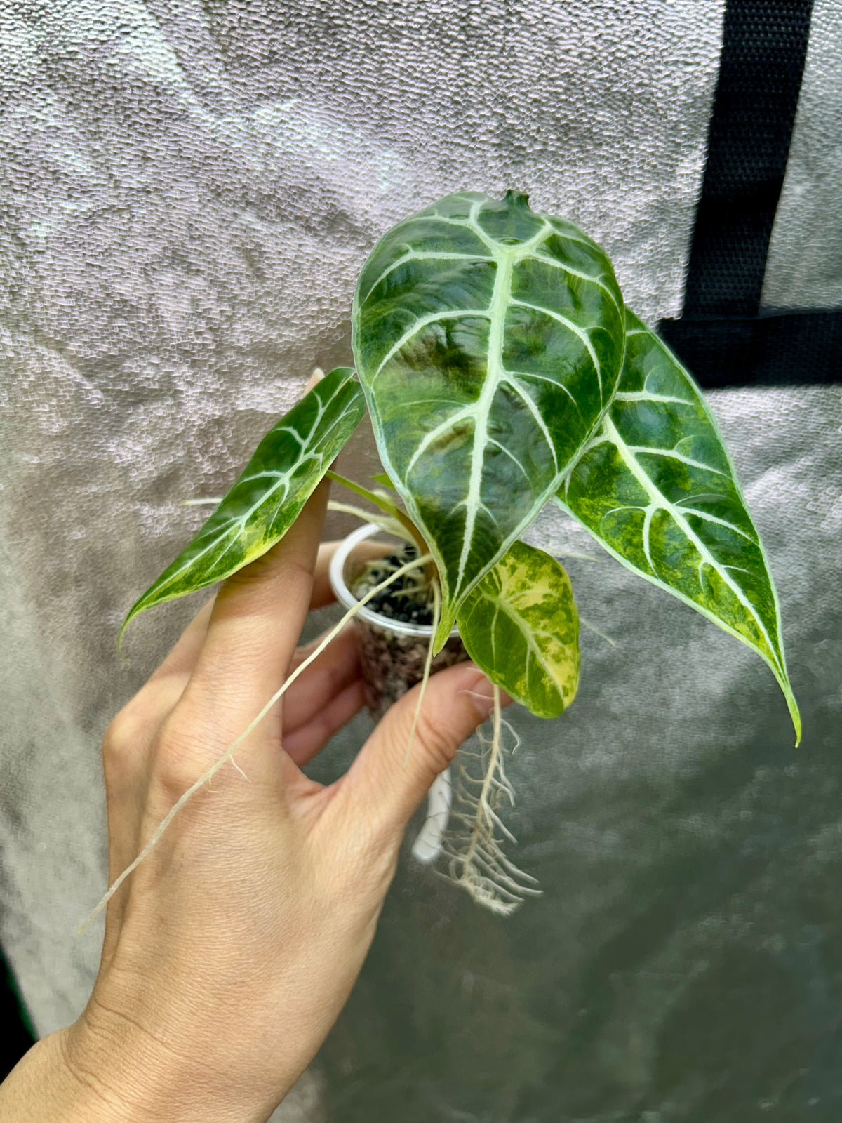 Alocasia Watsoniana Doff Aurea
