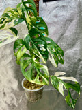 Monstera Adansonii Albo