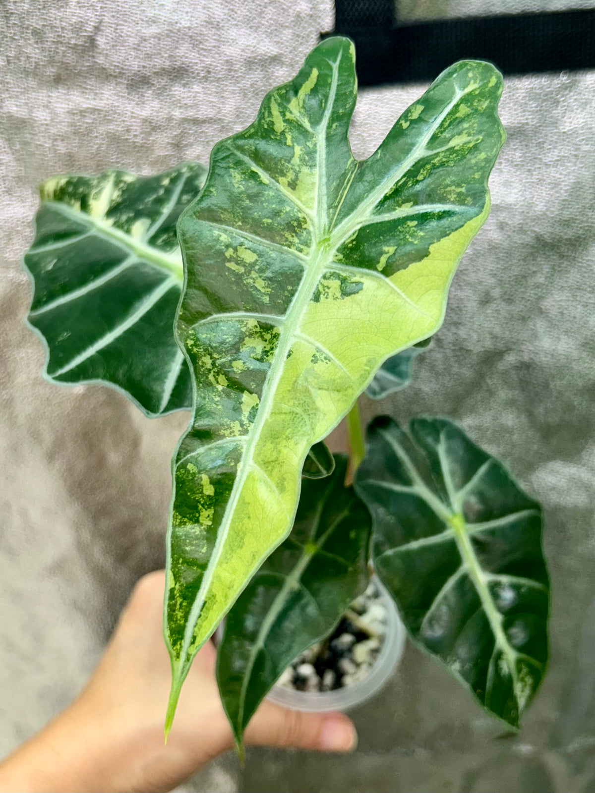 Alocasia Polly Pink Snow