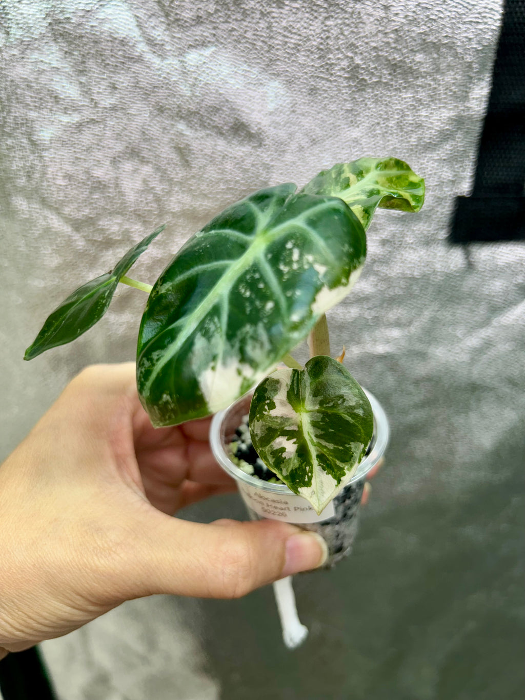 Pink Balloon Heart Philodendron