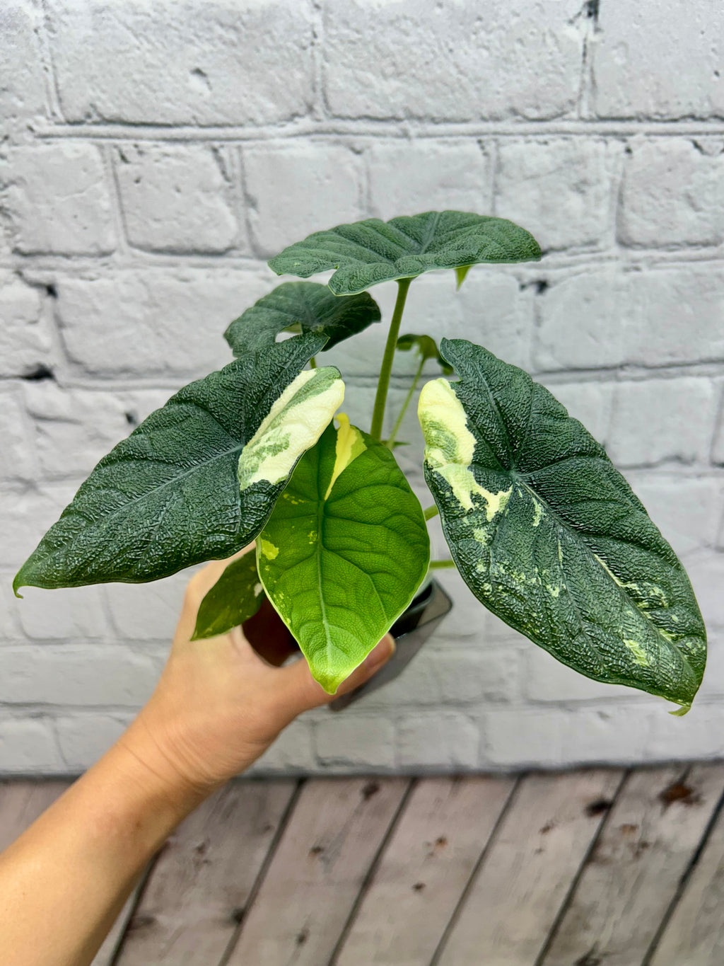 Alocasia Melo Albo