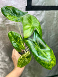 Alocasia Pink Dragon Aurea