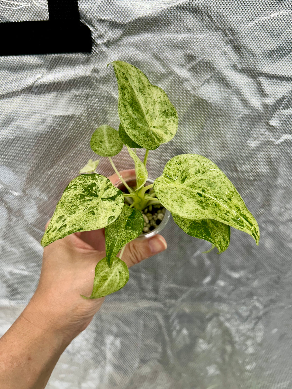 Alocasia Cuculatta Mint Albo