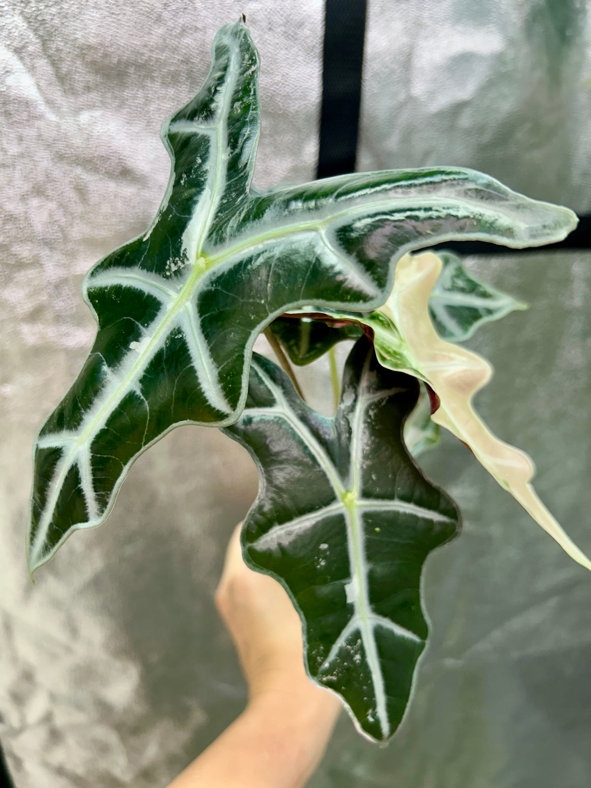 Alocasia Sanderiana Nobilis Pink