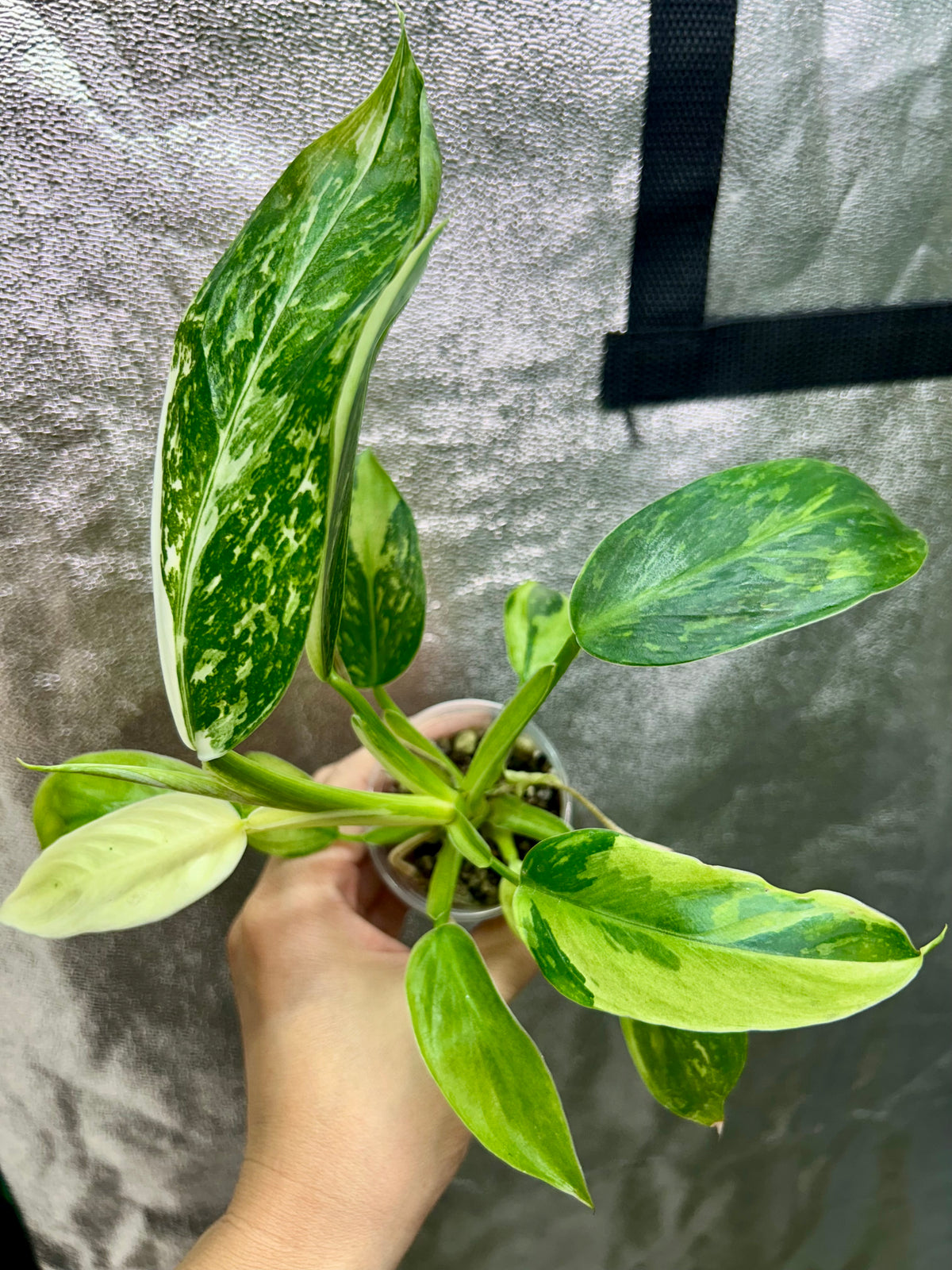 Philodendron Jose Buono