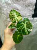 Pink Balloon Heart Philodendron