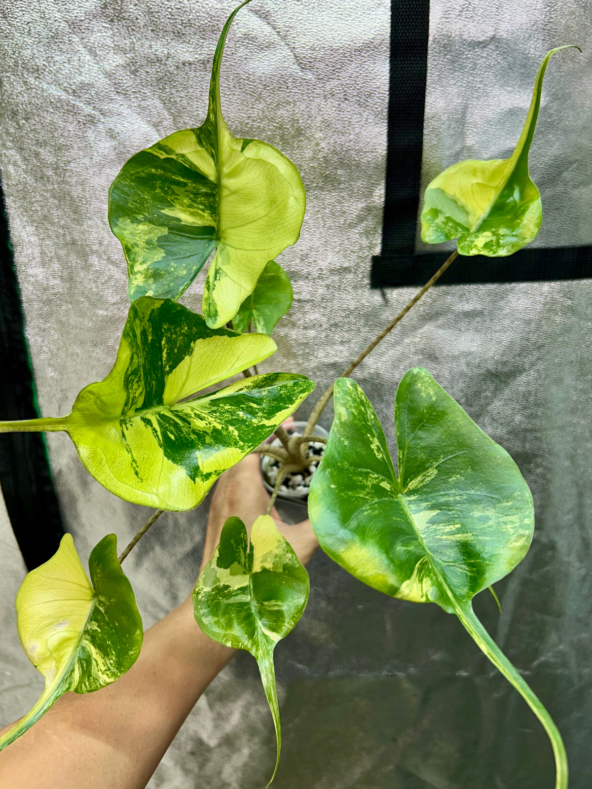 Alocasia Stingray Aurea