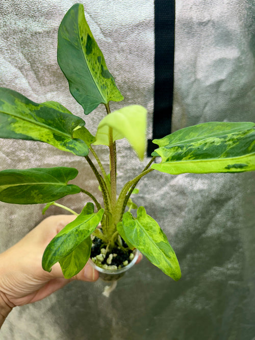 Alocasia Lauterbachiana Aurea