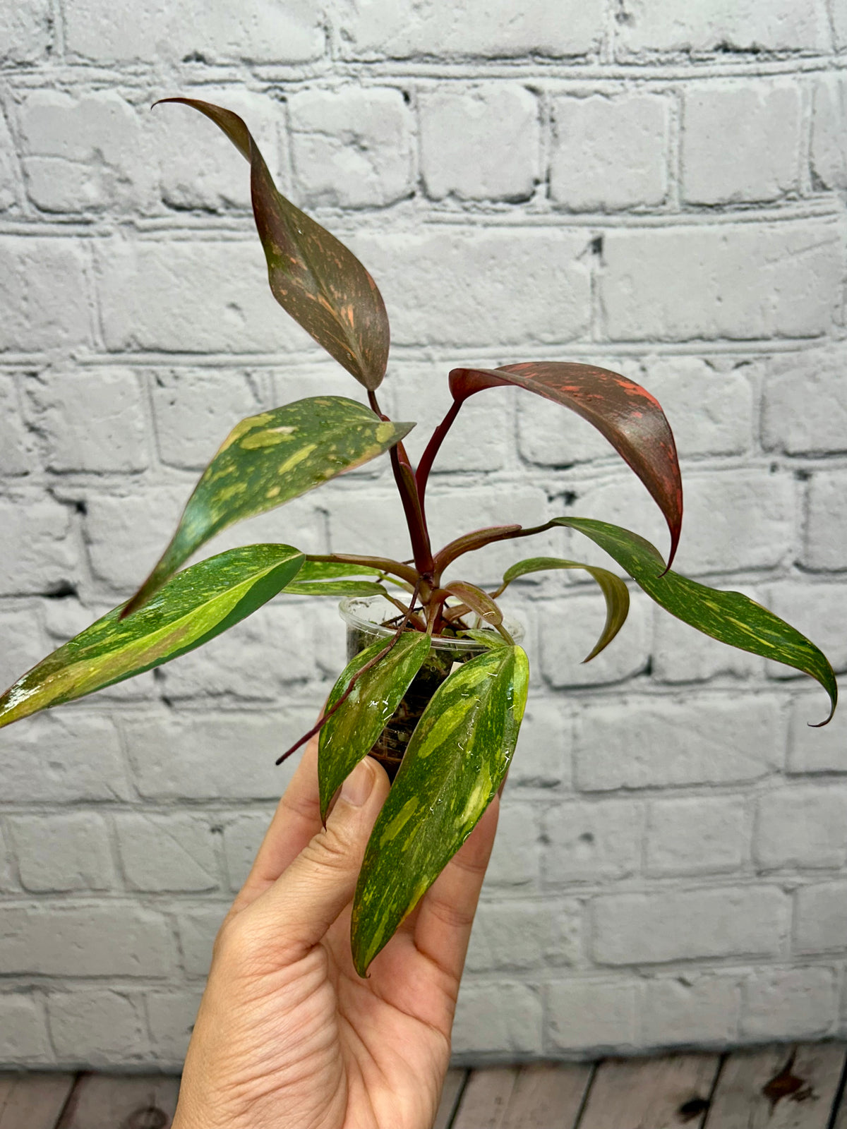 Philodendron Orange Princess Marbled