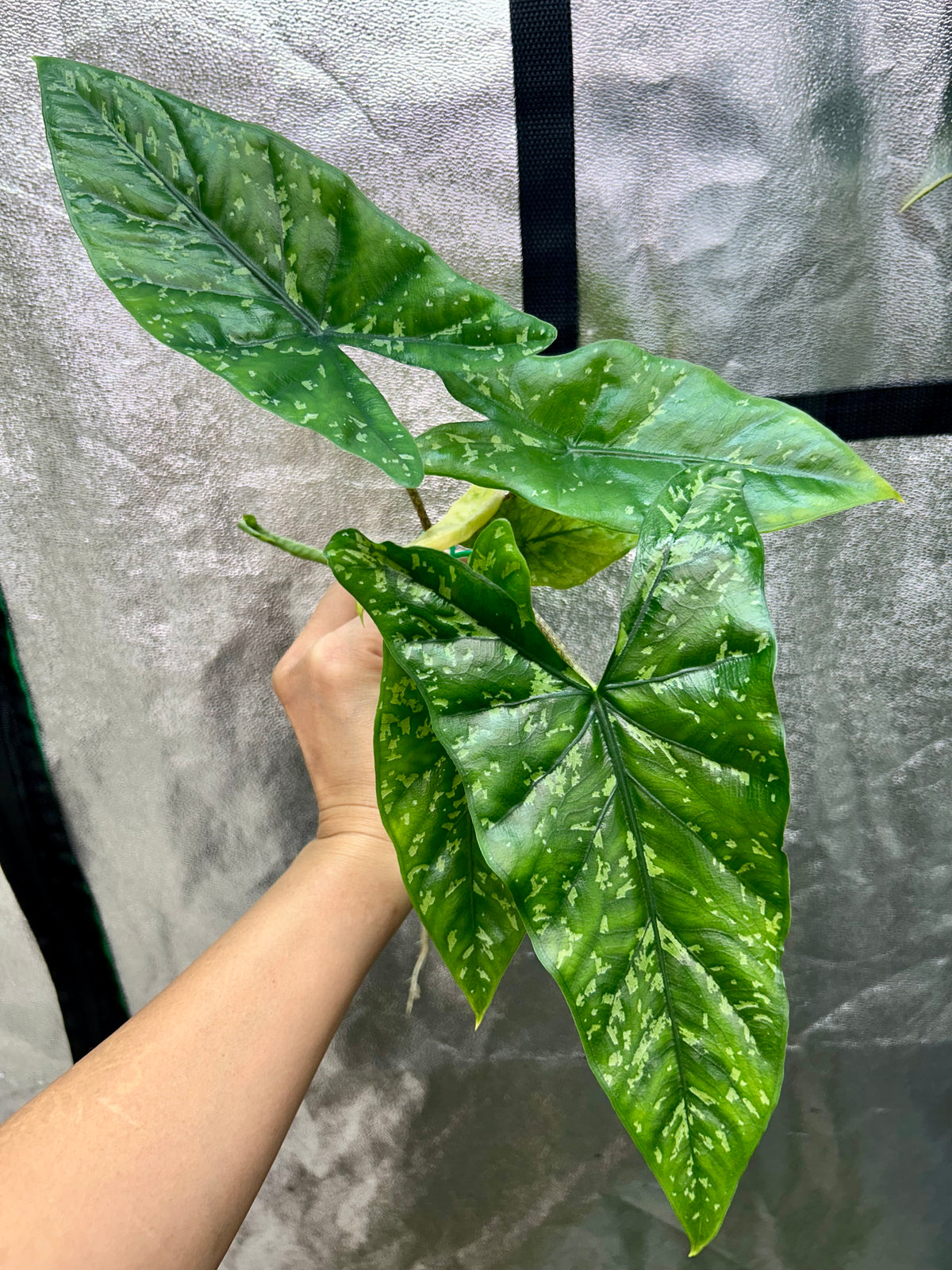 Alocasia Shattered Glass