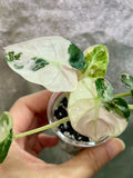 Pink Balloon Heart Philodendron