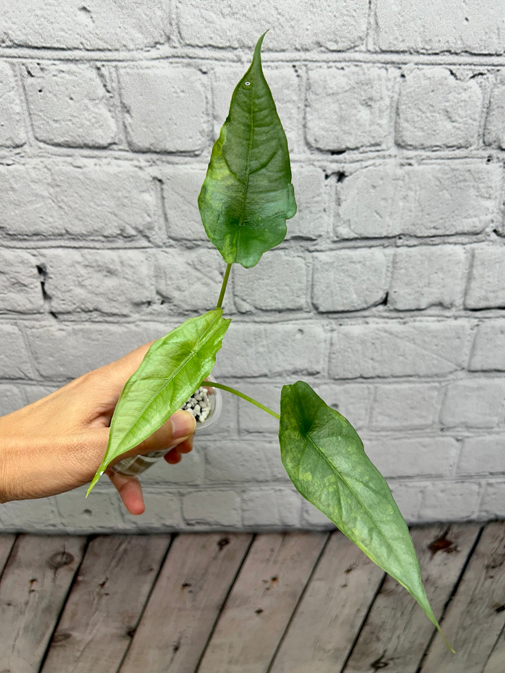 Alocasia Dragon’s Breath Aurea
