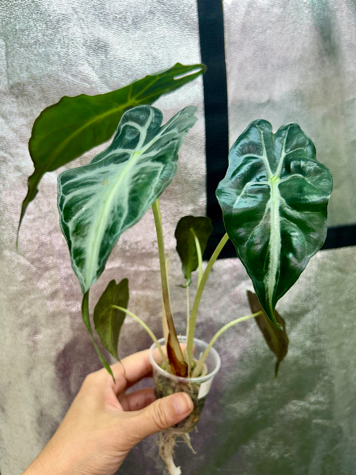 Alocasia Venom