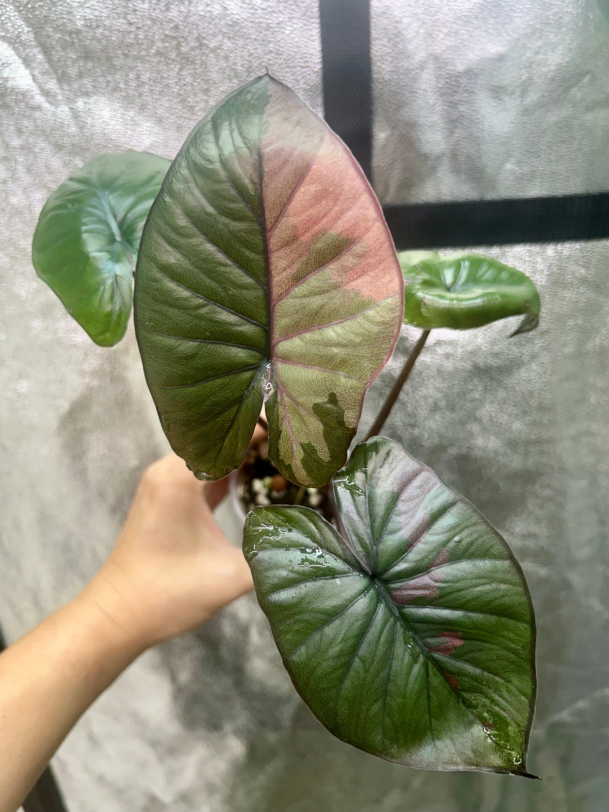 Alocasia Serendipity Pink