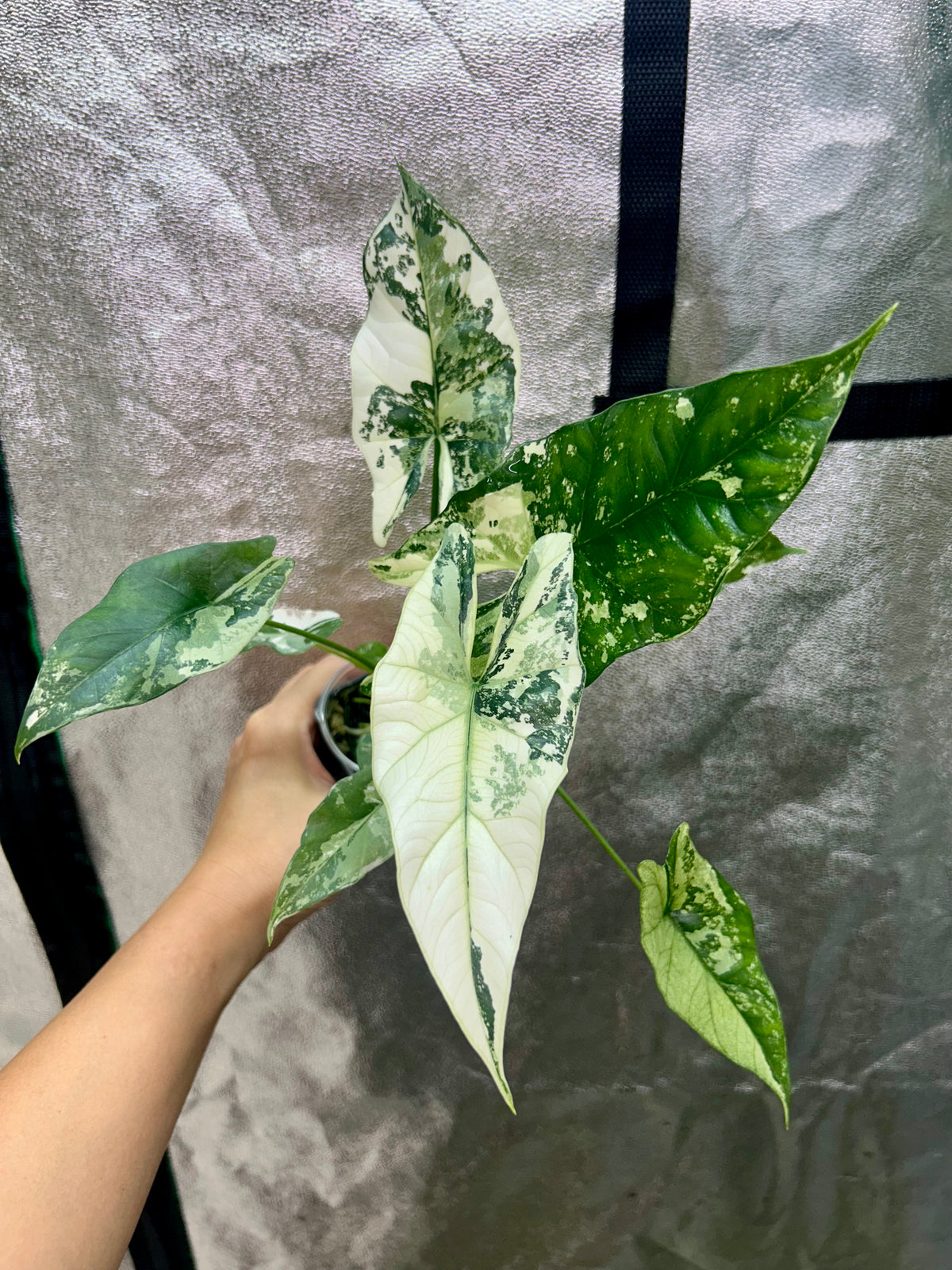 Alocasia Simpo Albo