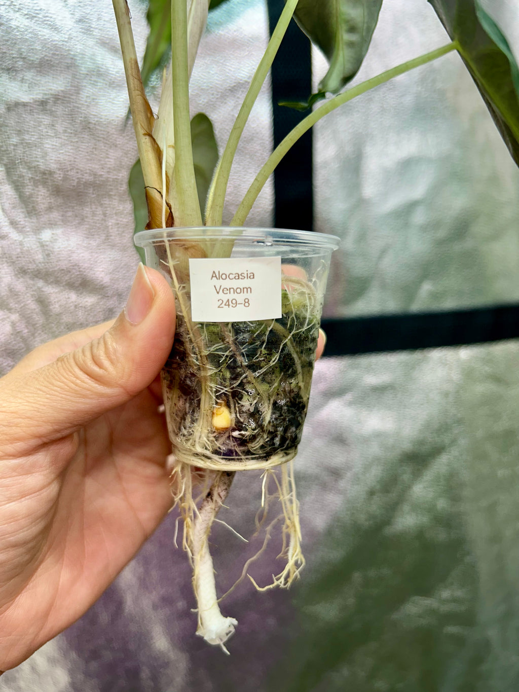 Alocasia Venom