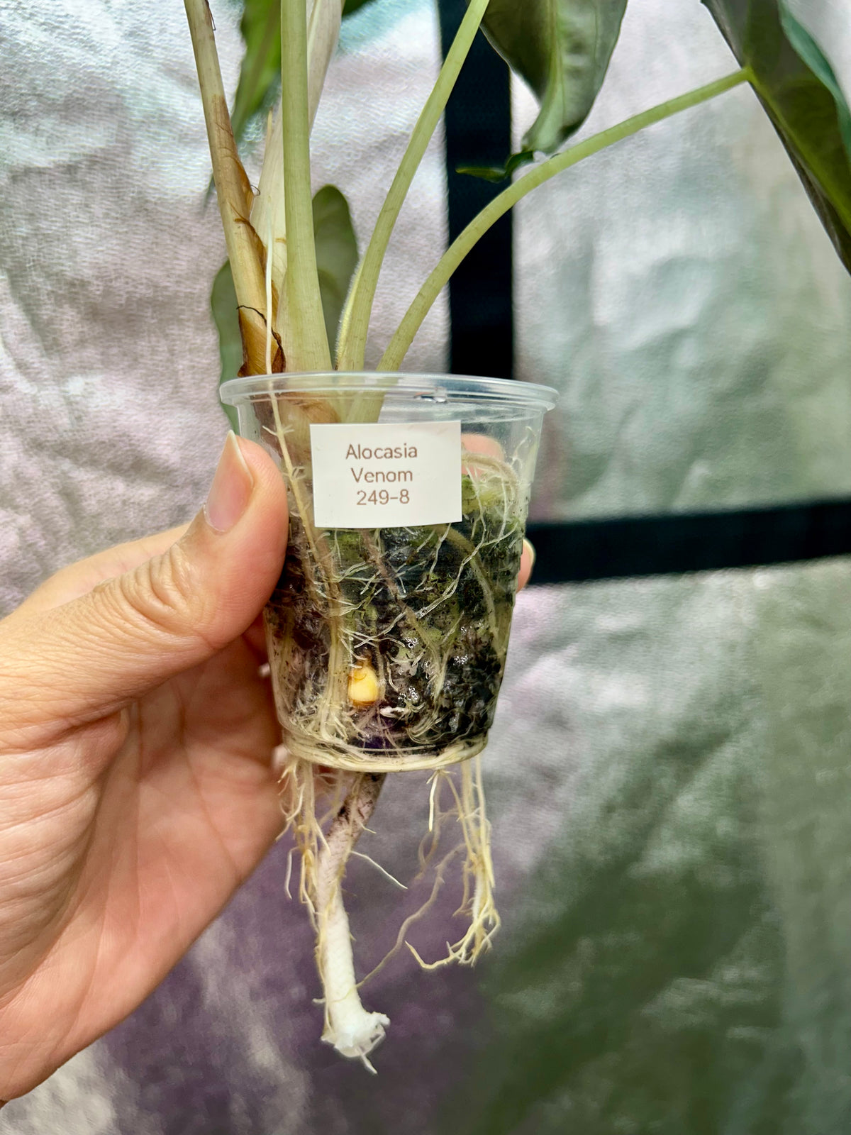 Alocasia Venom