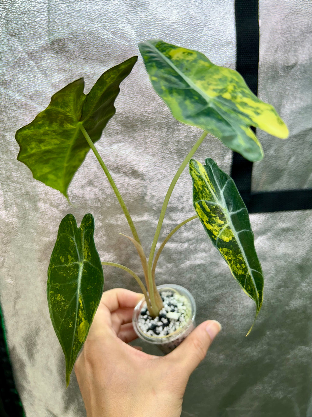Alocasia Sanderiana Bull Aurea