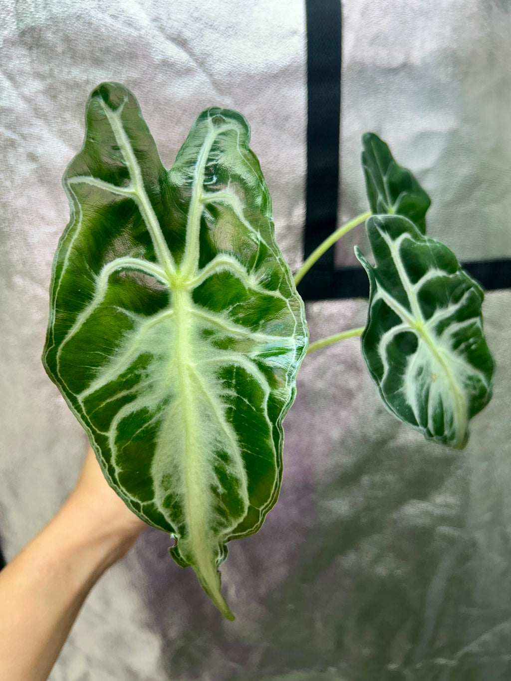 Alocasia Venom