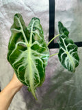 Alocasia Venom