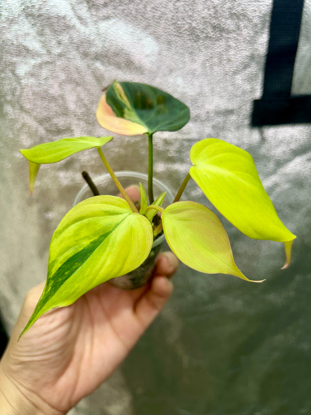 Philodendron Micans Aurea