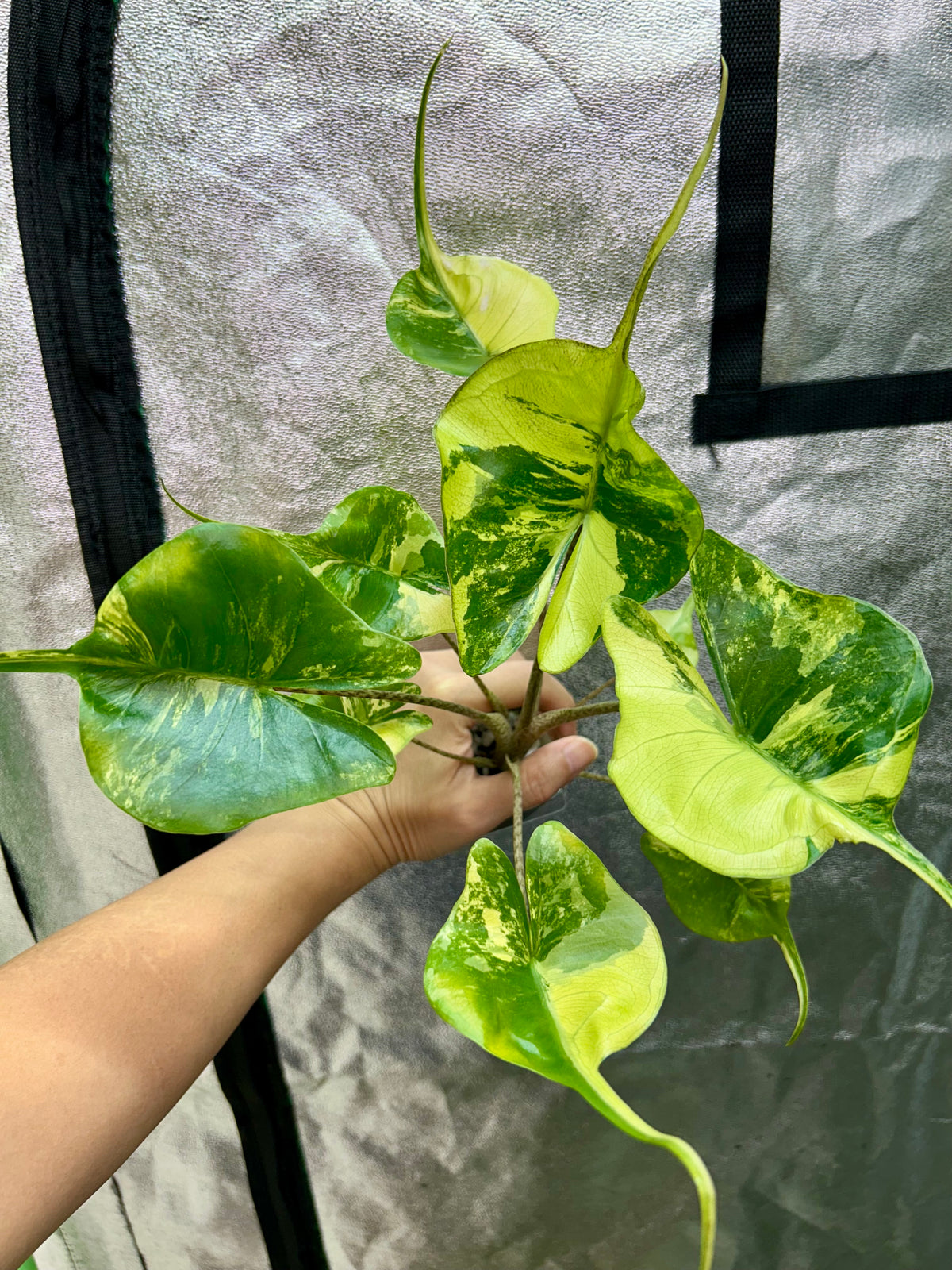 Alocasia Stingray Aurea