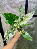 Alocasia Simpo Albo