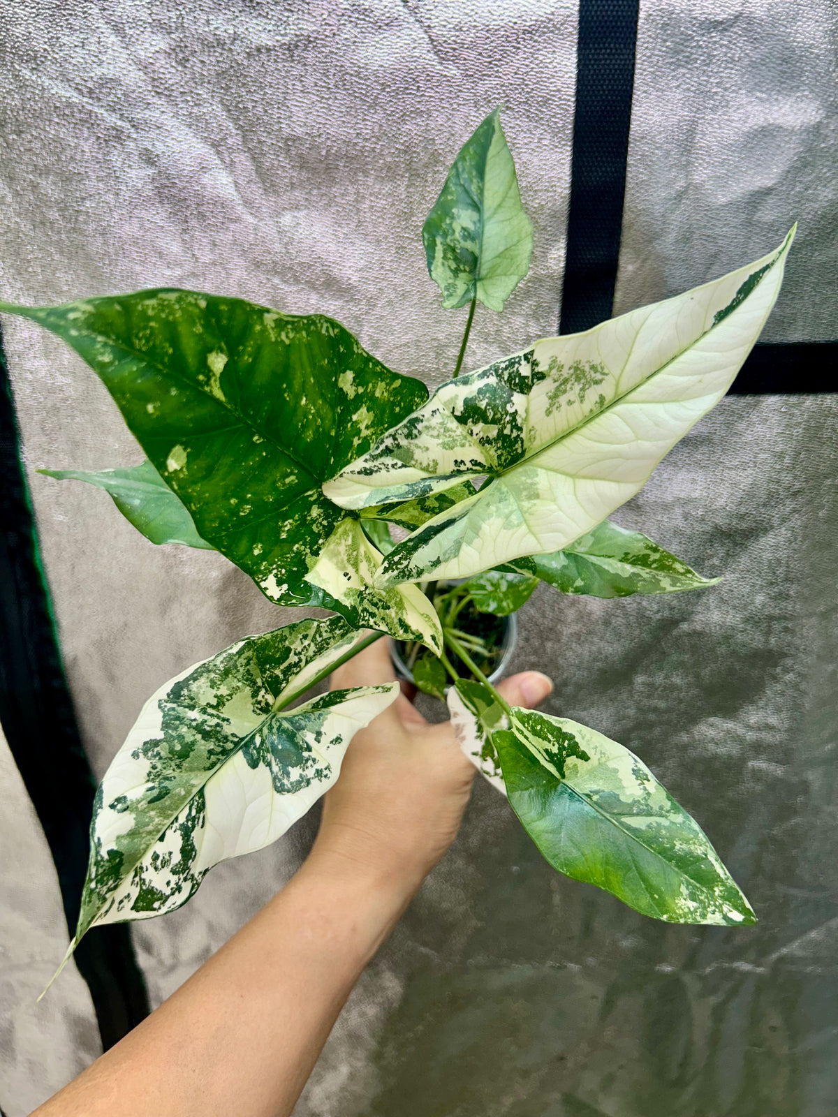 Alocasia Simpo Albo