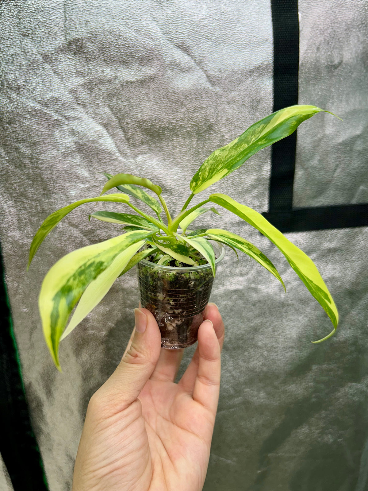 Florida Beauty x Tortum Philodendron
