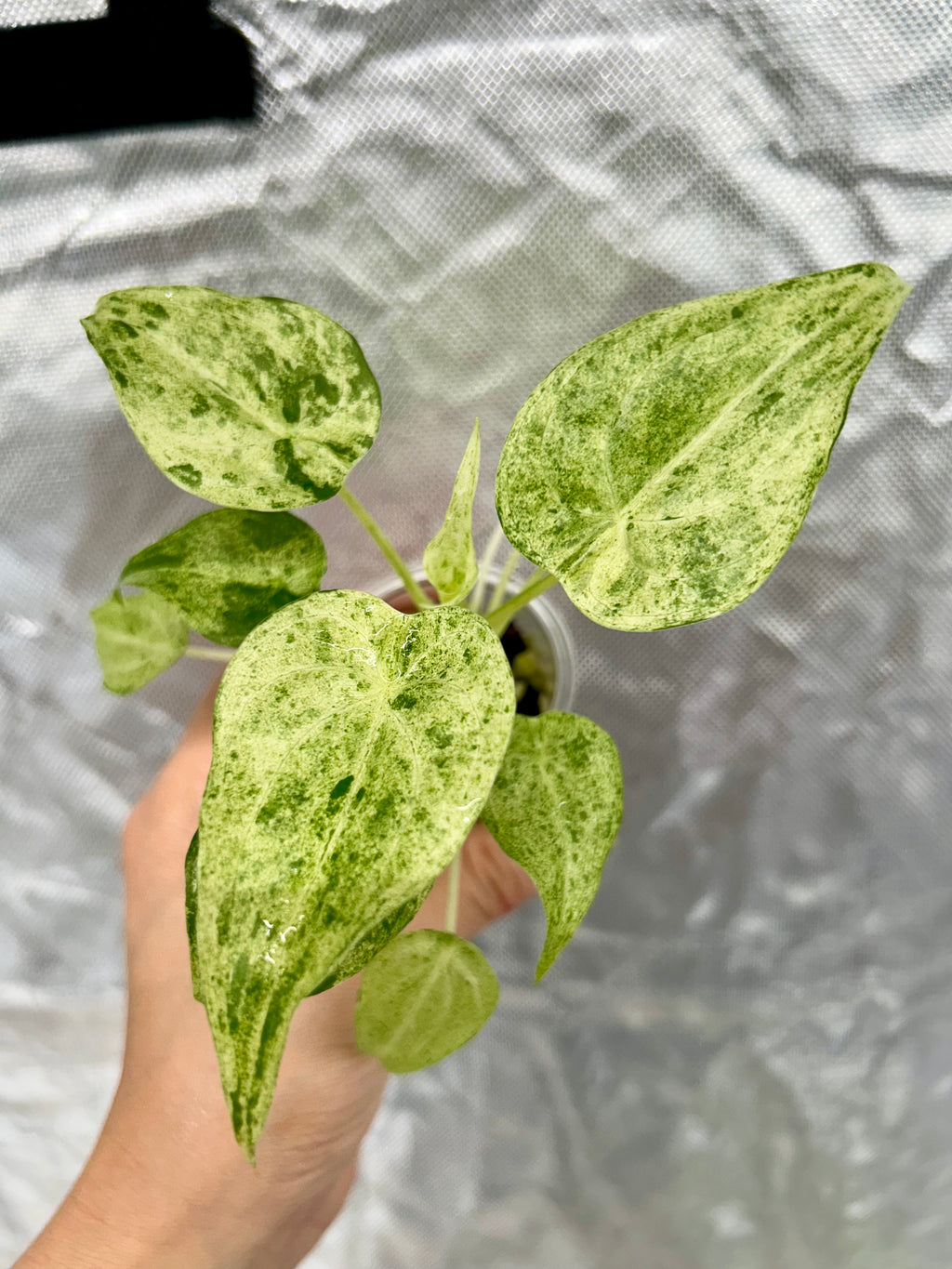 Alocasia Cuculatta Mint Albo