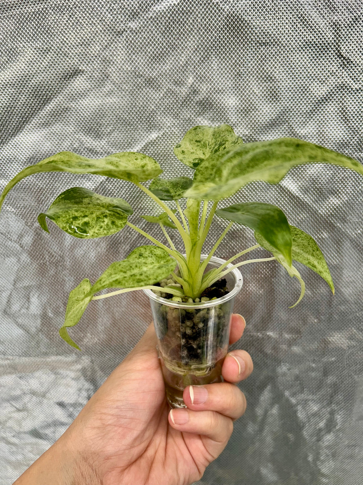 Alocasia Cuculatta Mint Albo
