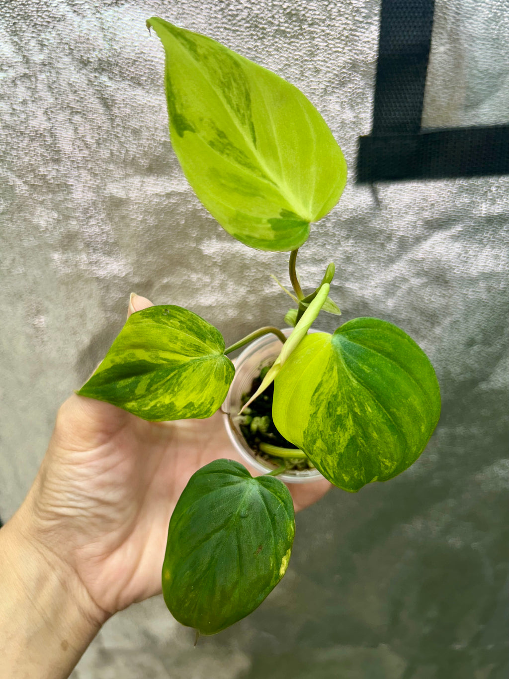 Micans Aurea Philodendron