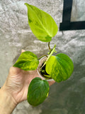 Micans Aurea Philodendron