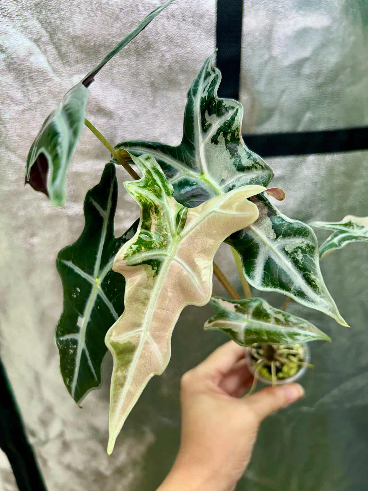 Alocasia Sanderiana Nobilis Pink