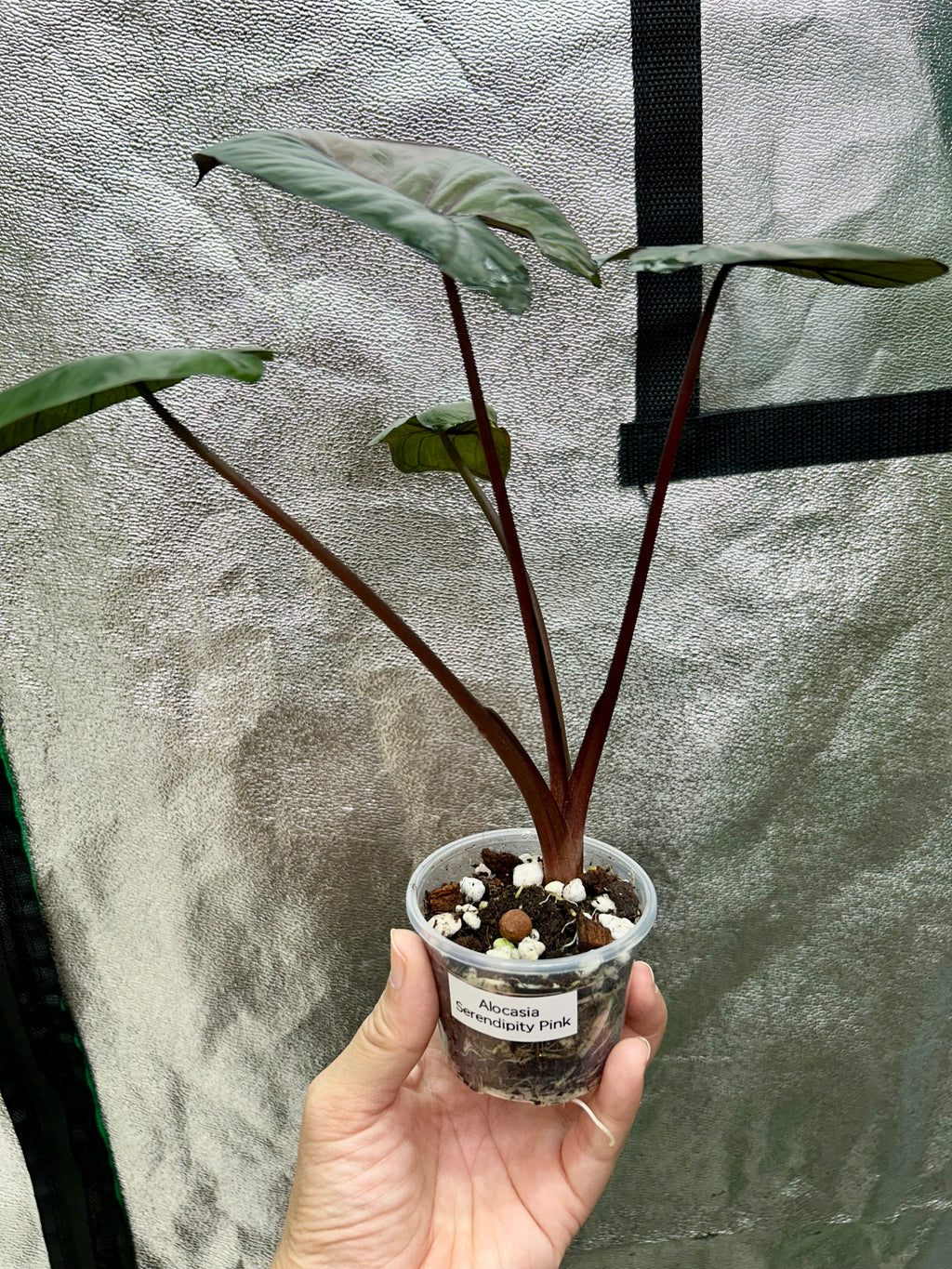 Alocasia Serendipity Pink