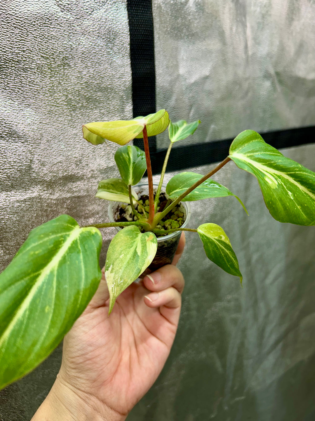 Gloriosum Tricolor Type 2