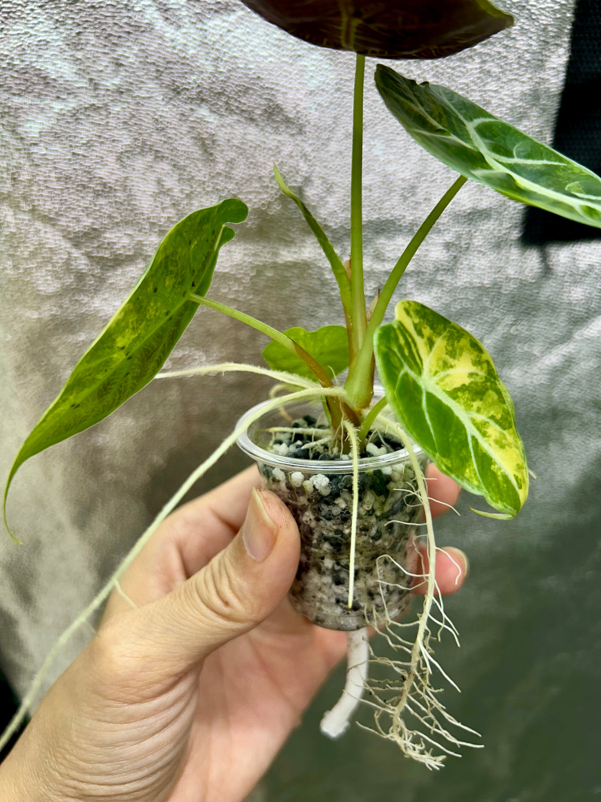 Alocasia Watsoniana Doff Aurea