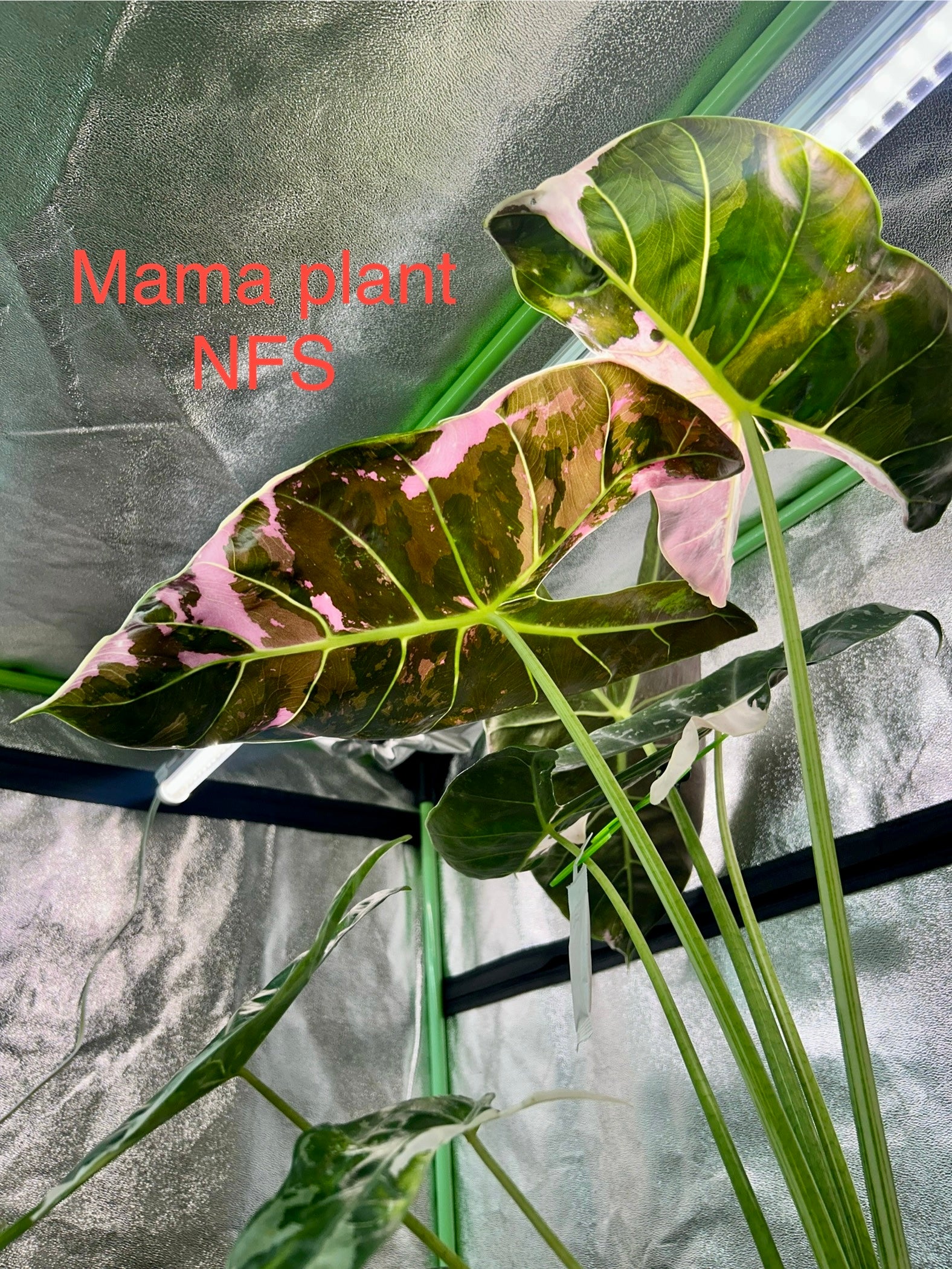 Alocasia Longiloba Pink Back