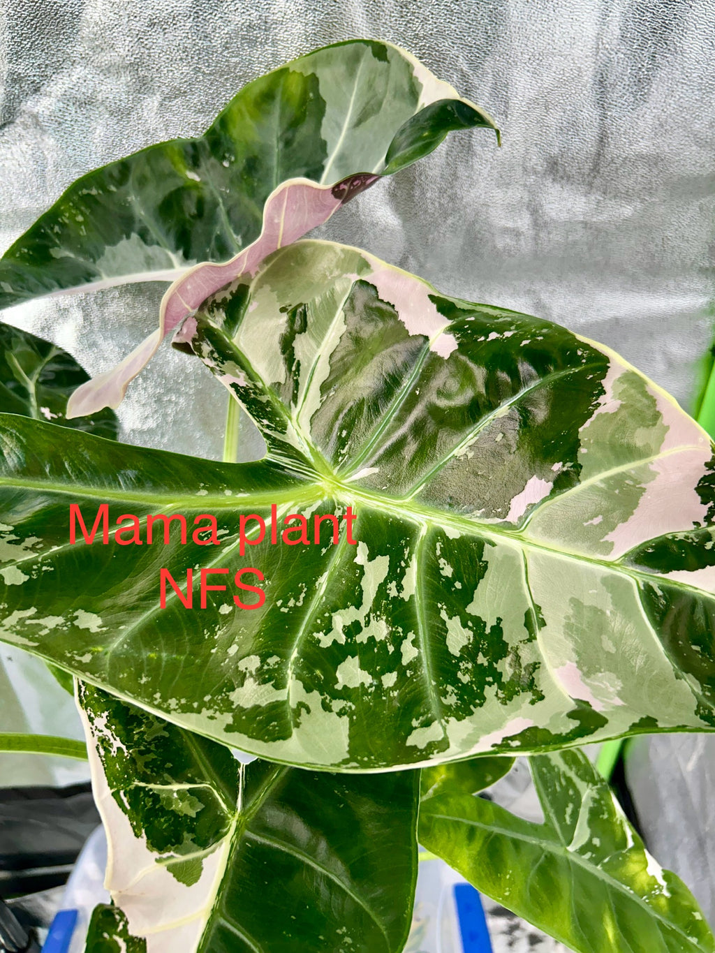 Alocasia Longiloba Pink Back