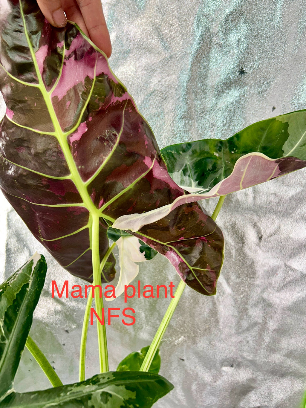 Alocasia Longiloba Pink Back