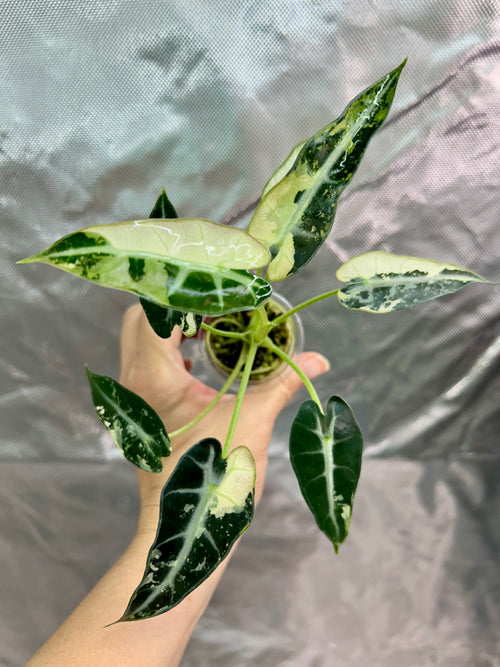Alocasia Bambino Green Albo