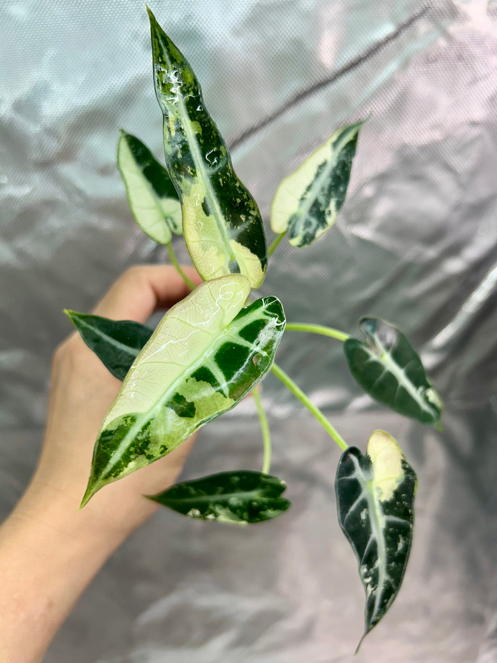 Alocasia Bambino Green Albo