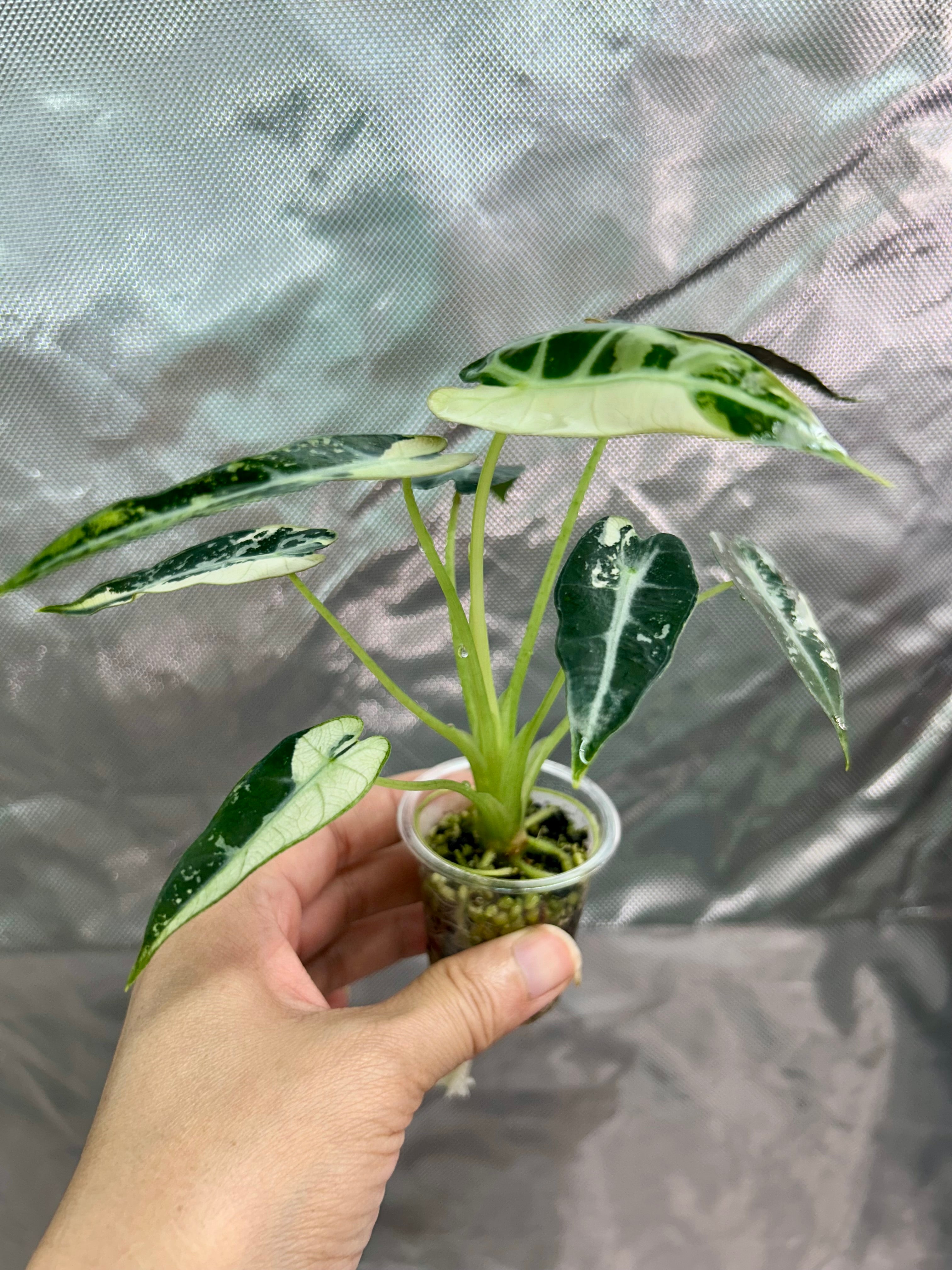 Alocasia Bambino Green Albo
