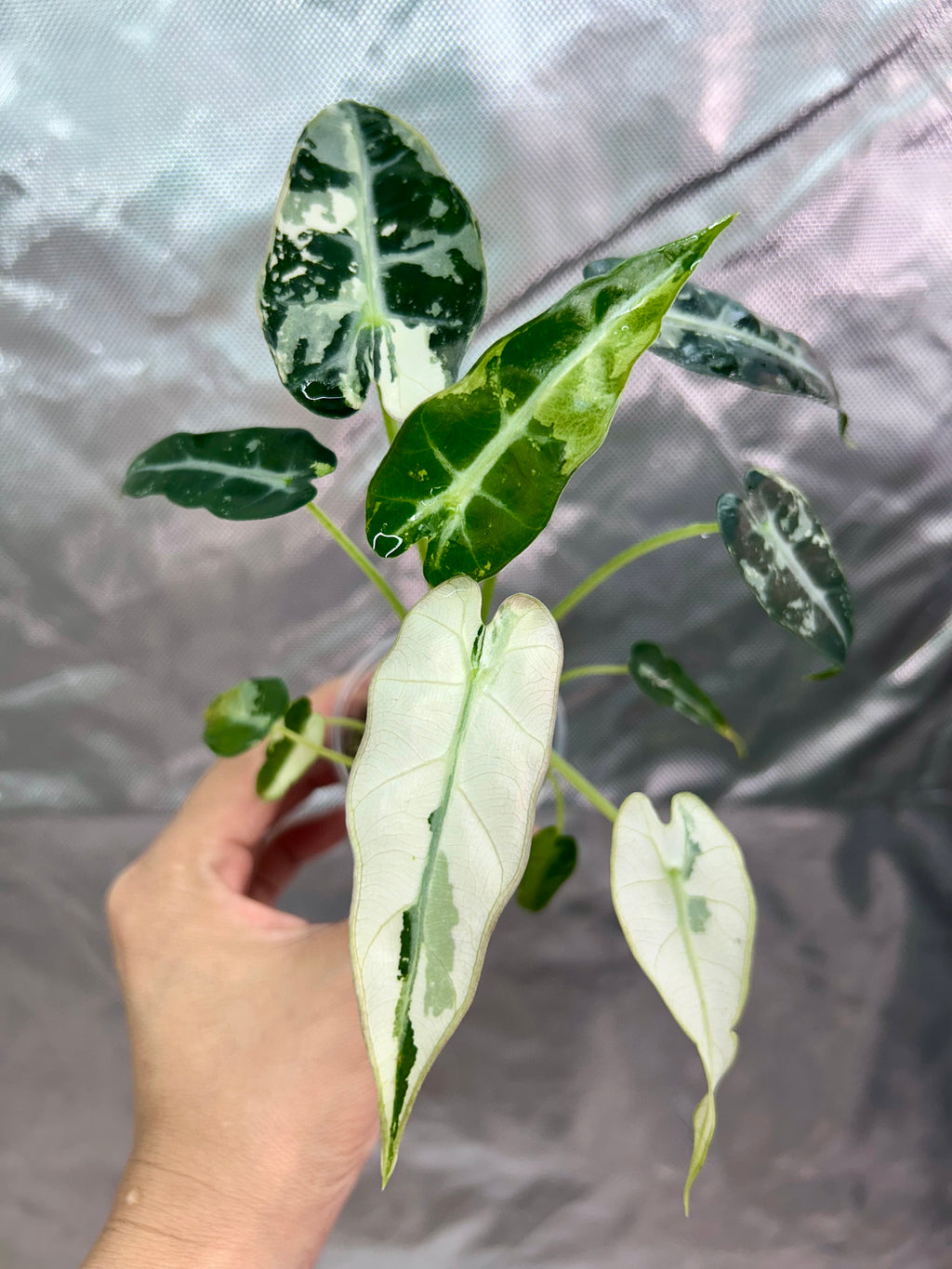 Alocasia Bambino Green Albo