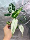 Alocasia Bambino Green Albo