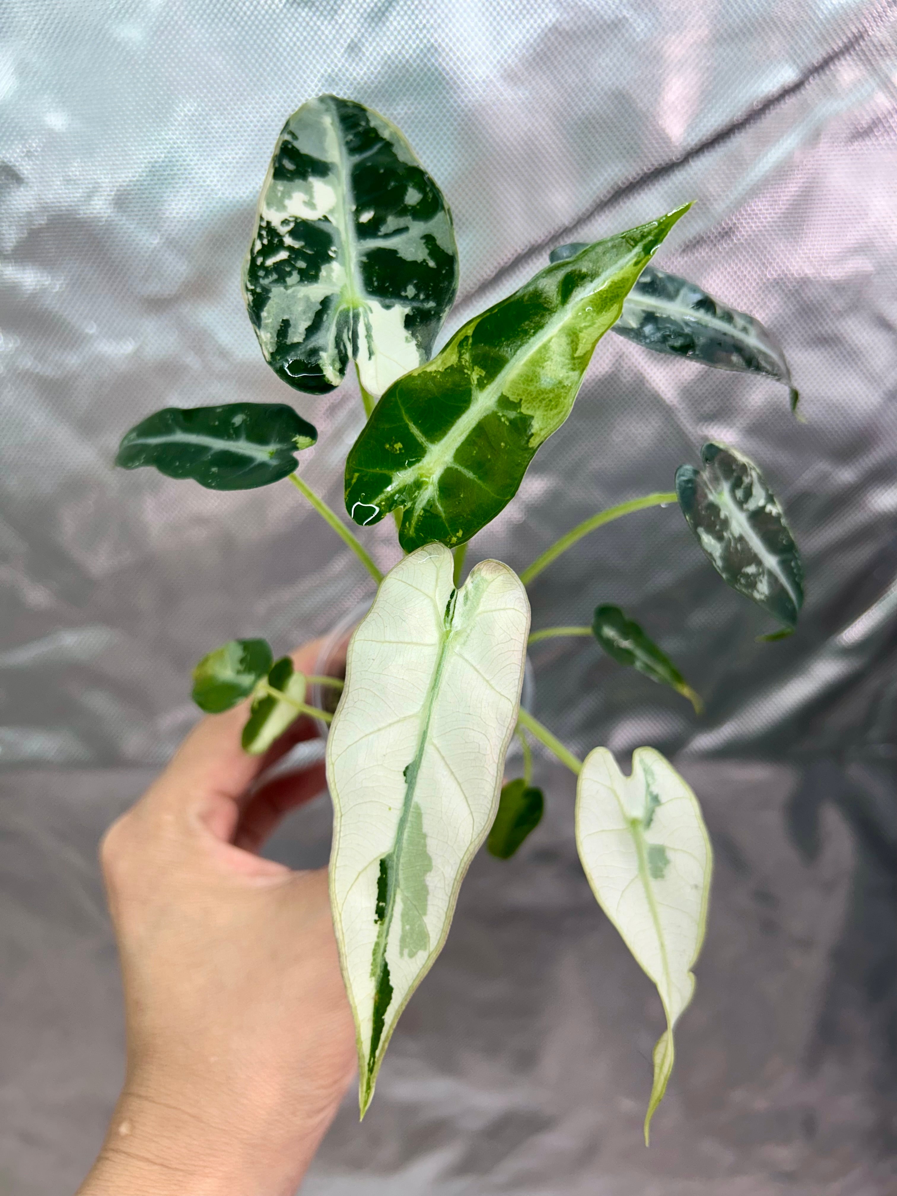 Alocasia Bambino Green Albo